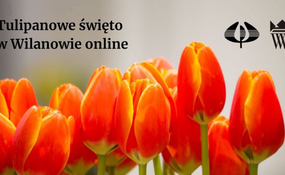 Tulipanowe święto online – Wilanów, 20-28. marca 2021r. <span class=